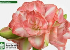 hippeastrum Beautiful Emotion (2)